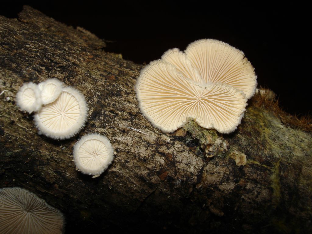 Schizophyllum commune